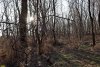Перспективная ООПТ Сапруновский лес