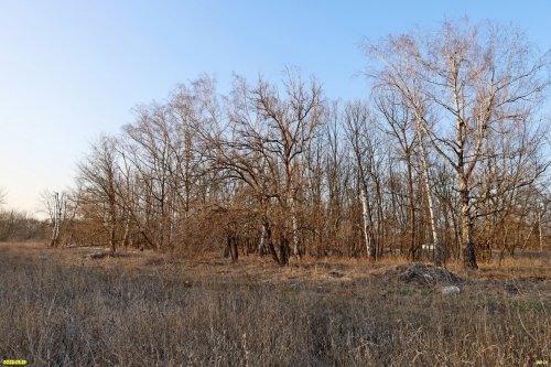 Перспективная зелёная зона в селе Красносельское (4)