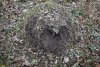 Крупный муравейник в перспективной ООПТ Левобейсужёкский лес