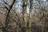 Перспективная ООПТ Южно-Платнировский лес