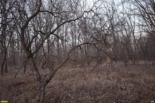 Перспективная ООПТ Северо-Кореновский лес