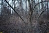 Перспективная ООПТ Северо-Кореновский лес