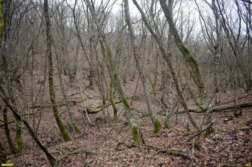 Перспективная ООПТ Варениковский лес