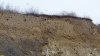 Птицы облюбовали стену глиняного карьера в перспективной ООПТ Грязевой вулкан Павловский под свои гнёзда