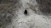 Лисья нора в стене глиняного карьера в перспективной ООПТ Грязевой вулкан Павловский 