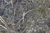 Перья степной хищной птицы в перспективной ООПТ Урочище Лиманное