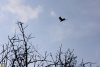 Птица семейства врановых в перспективной ООПТ Гора Рожновского 