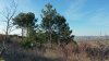 Сосны крымские (Палласа) в перспективной ООПТ Бужоро-Кодзорский лес