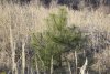 Молодая сосна крымская (Палласа) в перспективной ООПТ Бужоро-Кодзорский лес