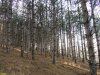 Перспективная ООПТ Бужоро-Кодзорский лес