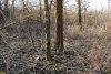 Перспективная ООПТ Южно-Уташский лес