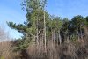 Сосны крымские (Палласа) в перспективной ООПТ Гайкодзорский лес