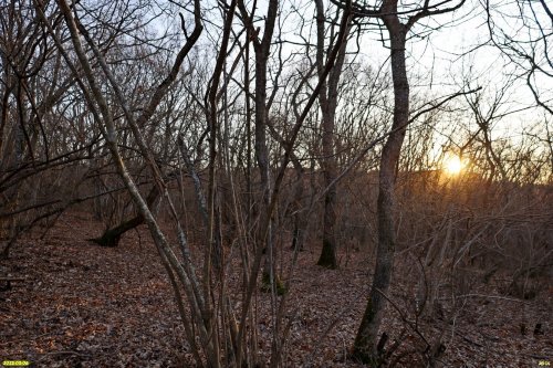 Закат в перспективной ООПТ Бужоро-Кдзорский лес