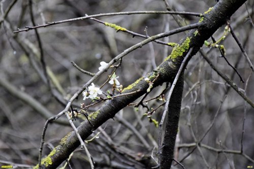 Зацветающая птичья вишня в перспективной ООПТ Пойма реки Хабль