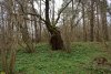 Перспективная ООПТ Припшехский лес