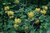 Рододендрон жёлтый в перспективной ООПТ Хадыженский лес