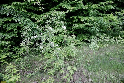 Боярышник пятипестичный (чёрный) в перспективной ООПТ Хадыженский лес