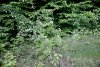 Боярышник пятипестичный (чёрный) в перспективной ООПТ Хадыженский лес