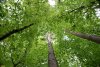 Сосна обыкновенная и граб обыкновенный в перспективной ООПТ Хадыженский лес