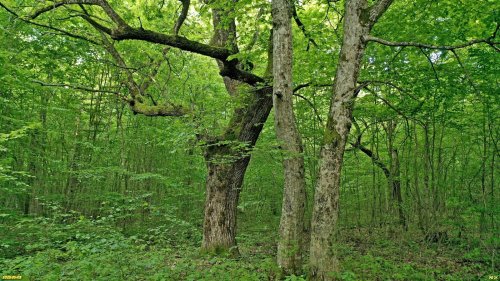 Перспективная ООПТ Хадыженский лес