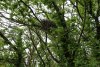 Гнездо птицы предположительно семейства врановых в перспективной ООПТ Капустянская лесостепь