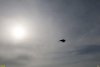 Лесная птица над перспективной ООПТ Капустянская лесостепь