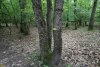 Перспективная ООПТ Северо-Кутокский лес