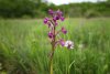 Анакамптис рыхлоцветковый (сем. Орхидные) в перспективной ООПТ Южно-Кутокский лес