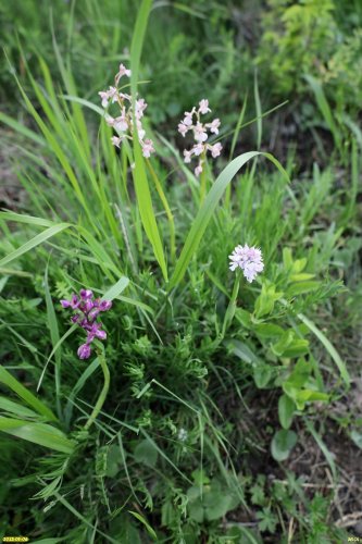 Разные виды семейства Орхидные в перспективной ООПТ Южно-Кутокский лес