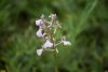 Вид семейства Орхидные в перспективной ООПТ Южно-Кутокский лес