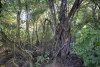 Перспективная ООПТ Ханчакракский лес