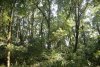 Ясень обыкновенный в перспективной ООПТ Ханчакракский лес