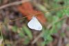 Бабочка белянка в перспективной ООПТ Гайкодзорский лес