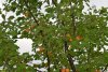Плодоносящий абрикос обыкновенный в перспективной ООПТ Гайкодзорский лес