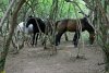 Полудикие лошади в перспективной ООПТ Гайкодзорский лес