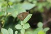 Бабочка бархатница в перспективной ООПТ Гайкодзорский лес