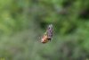 Жизнь насекомых в перспективной ООПТ Гайкодзорский лес