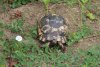 Средиземноморская черепаха (Никольского) в перспективной ООПТ Гайкодзорский лес