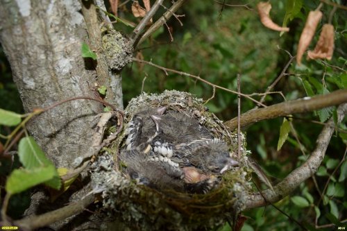 Гнездо с птенцами (возможно, мухоловки) в перспективной ООПТ Гайкодзорский лес