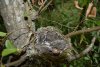Гнездо с птенцами (возможно, мухоловки) в перспективной ООПТ Гайкодзорский лес