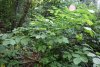 Клекачка перистая (занесена в Красную книгу Краснодарского края) в Гайкодзорском лесу