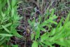 Кузнечик дыбка степная (занесён в Красную книгу России) в Долине реки Шумринка