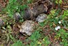 Пара краснокнижных средиземноморских черепах (Никольского) в Долине реки Шумринка 