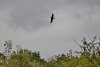 Степная хищная птица над перспективной ООПТ Верхнебаканская нагорная степь