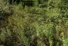 Цветущее разнотравье на поляне в перспективной ООПТ Водогайский лес