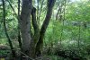 Перспективная ООПТ Водогайский лес