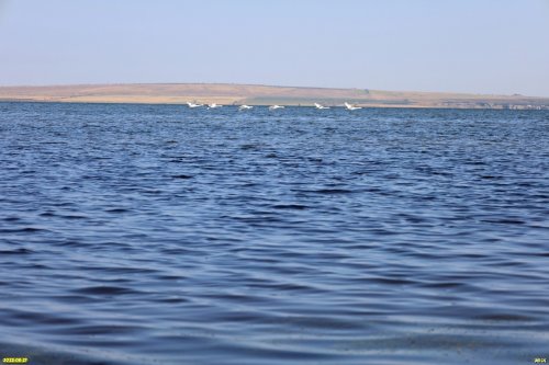 Белые гуси над морем возле перспективной ООПТ Фанагорийский берег