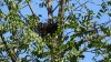 Воронье гнездо в перспективной ООПТ Таманский лесопарк