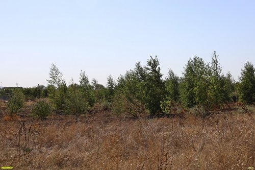 Перспективная зелёная зона в посёлке Приморский (6)