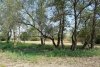 Тополя белые в перспективной зелёной зоне в селе Великовечное (1)